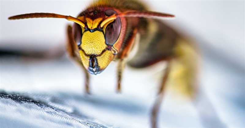 Şeytan arısı ısırığı nasıl önlenir?
