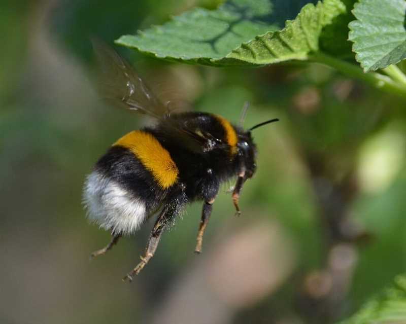 11. Şeker arısı ısırığı nasıl geçer?