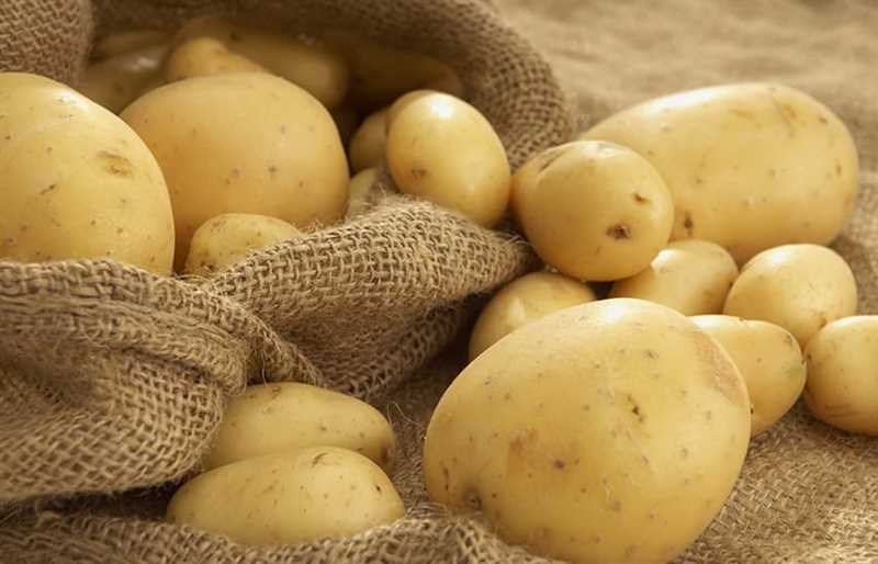 6. Patates Tohumlarının Hazırlanması