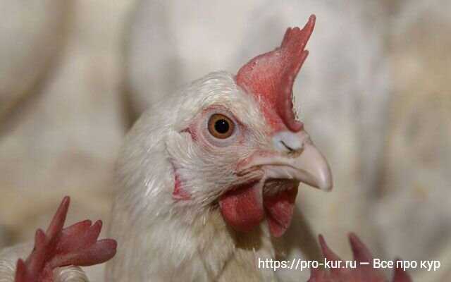 Tavukların Doğru Beslenme ve Bakım İle Ömrü Nasıl Uzatılır?