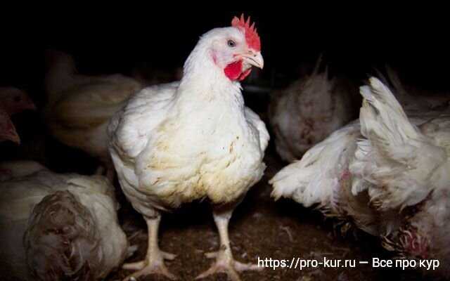 Sağlıklı Görünen Tavukların Ölüm Nedenleri