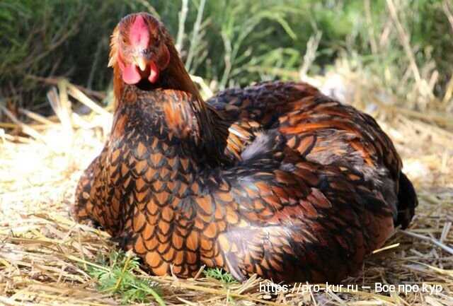 Tavukların Ömrünü Nasıl Uzatabilirsiniz: Doğru Beslenme ve Bakım İle