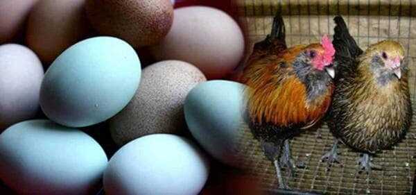 Yumurta neden kokar ve sağlıklı bir tavuğun beslenmesi bunu nasıl etkiler?