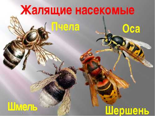 Arı ısırıklarının yaygın oluşma nedenleri