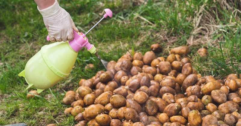  11. Patates sponjası üretiminde dikkat edilmesi gereken püf noktaları 