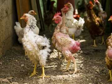 Kümes Tavuklarında Sırt Tüyü Dökülmesi ve Bu Durumla Başa Çıkma Yolları