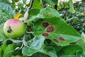 Kırmızı Elma Ağaçlarındaki Yaprak Renk Değişimi Tedavisi