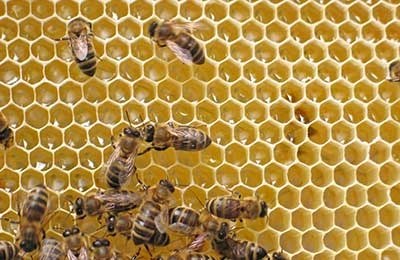 Neden arı peteği tam dolu olduğunda balı mührlemez?