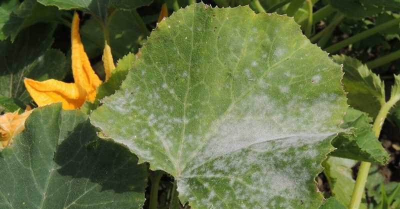 11. Kabak bitkisinin hastalıklardan korunması için alınması gereken önlemler: