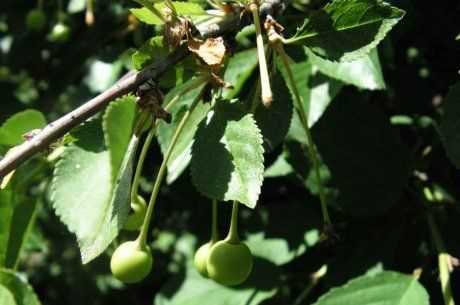 Üzüm tanesi gibi tüy döken, meyvelerini ve üzümlerini döken kiraz ağaçları neden olur ve nasıl gübrelemek lazım