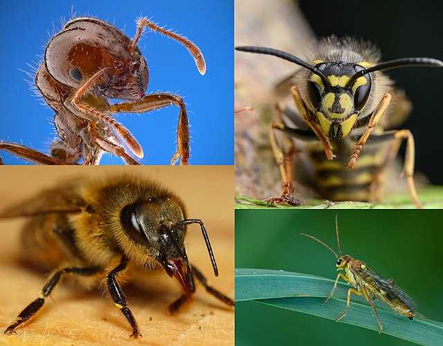 Yaban arısı korunması ve önemi