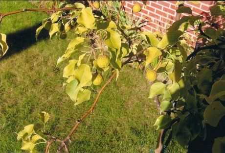 Elma ağacının yapraklarının sararması ve gövdede pas oluşması nasıl önlenir?