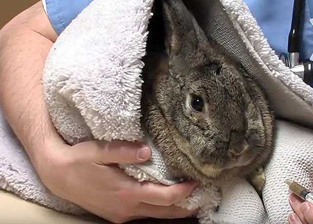 Köpeklerde ishalin ciddi durumları ve veterinerin ziyaret zamanı