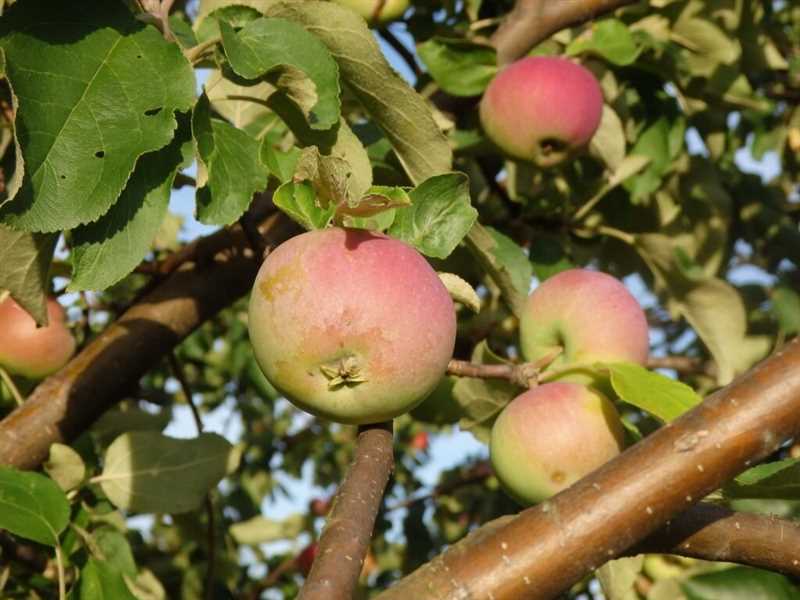11. Elma ve armut ağaçları nasıl bakım yapılmalıdır?