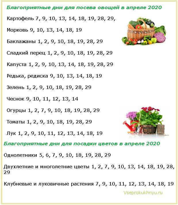 5. Patates Tohumu Seçimi ve Hazırlığı