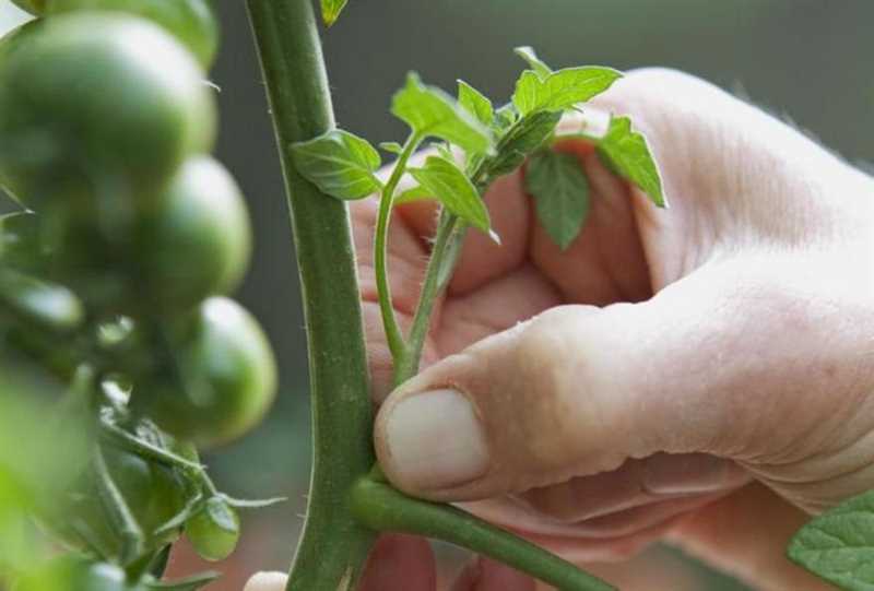 Tomatları nasıl saklamalısınız?