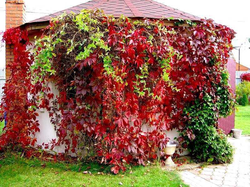 Wild Grape Bitkisi ile Ev ve Bahçenizi Nasıl Süsleyebilirsiniz?