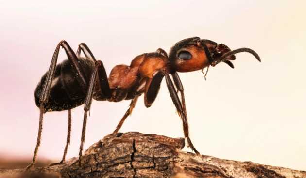 Karıncaların kalıcı olarak nasıl yok edilir?
