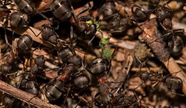 Karıncaların bahçelerdeki etkisi
