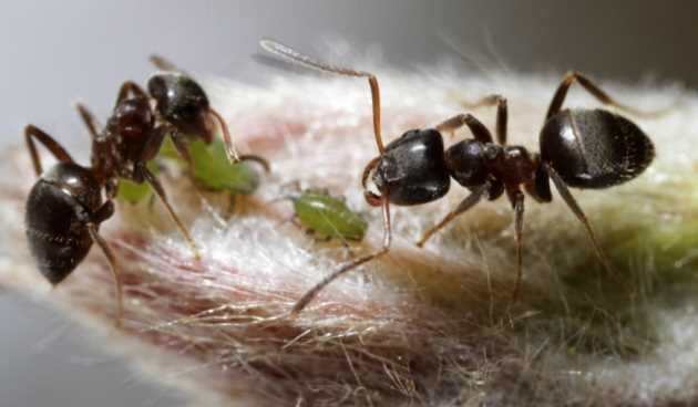 Karıncaların Bahçelerdeki Etkisi