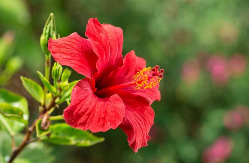 11. Hibiskus çayı ve Sudan gülü arasındaki farklar