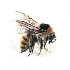 11. Yayla, arıların üreme süreçleri ve döngüleri