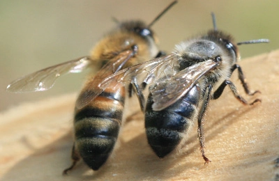 Arıların yaşam süresi nasıl belirlenir?
