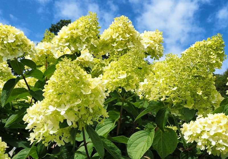 Turuncu Hortensia Çeşitleri