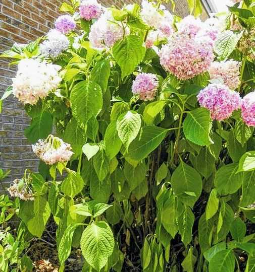 Hortensia'nın canlandırılmasının yolları nelerdir?