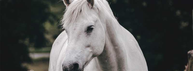 Atlara Ne Kadar Yaşam Süresi Verilmelidir?