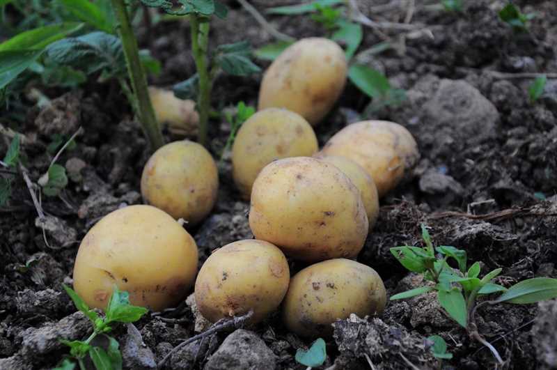 5. Patates fideleri ne zaman dikilir?
