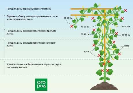 Serada Budama Yapmanın Adımları