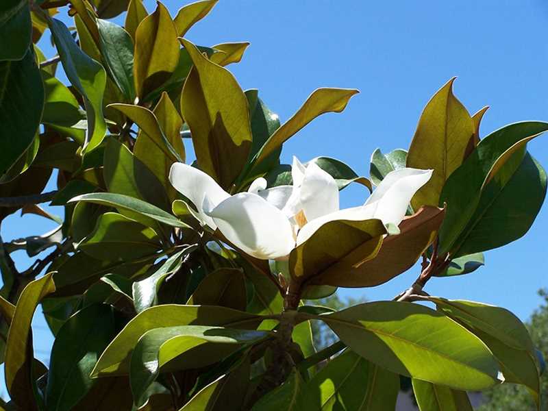 Magnolia Çiçeği Bakımı