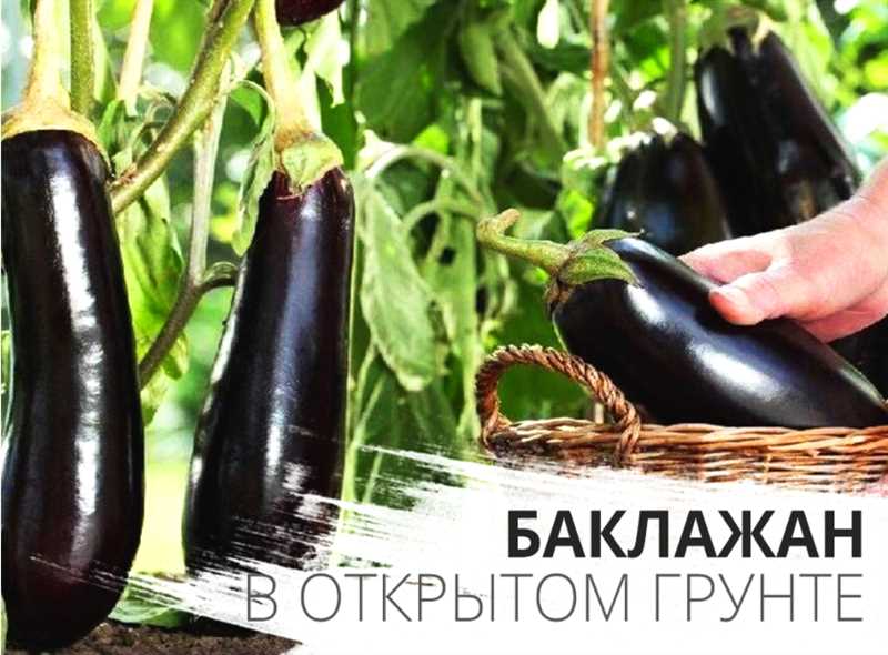 Türkiye’de açık toprakta patlıcan yetiştirme — dikim ve bakım