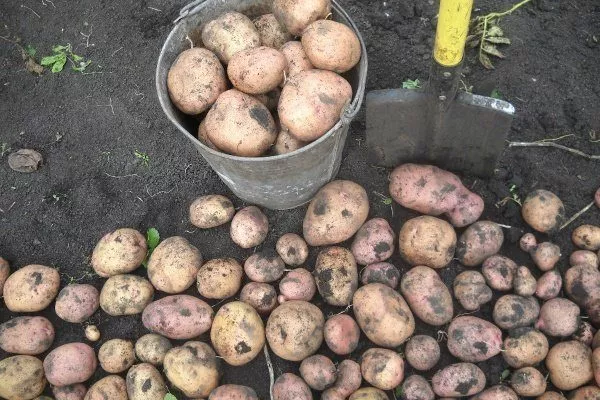 Patates Üretiminde En Sık Karşılaşılan Hastalıklar