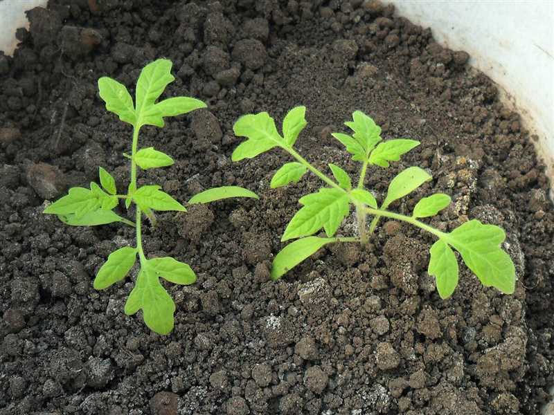 11. Bitki büyümesi ve verimliliğini artırmak için çiftlik yöntemleri