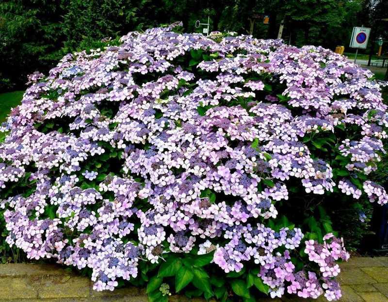 Tüylü Hortensia Lale Hanımın Çiçeklenme Süreci