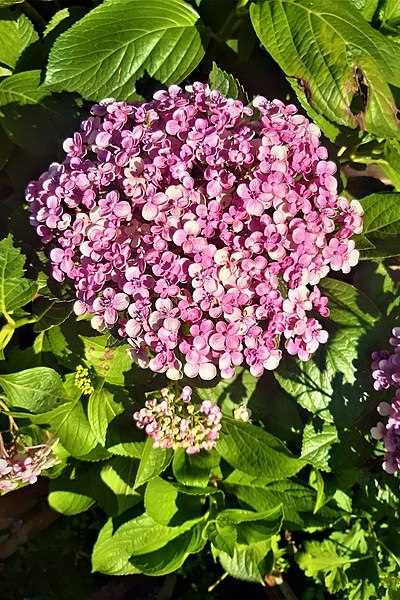 Tüylü Hortensia Lale Hanımın Kışa Dayanıklılığı