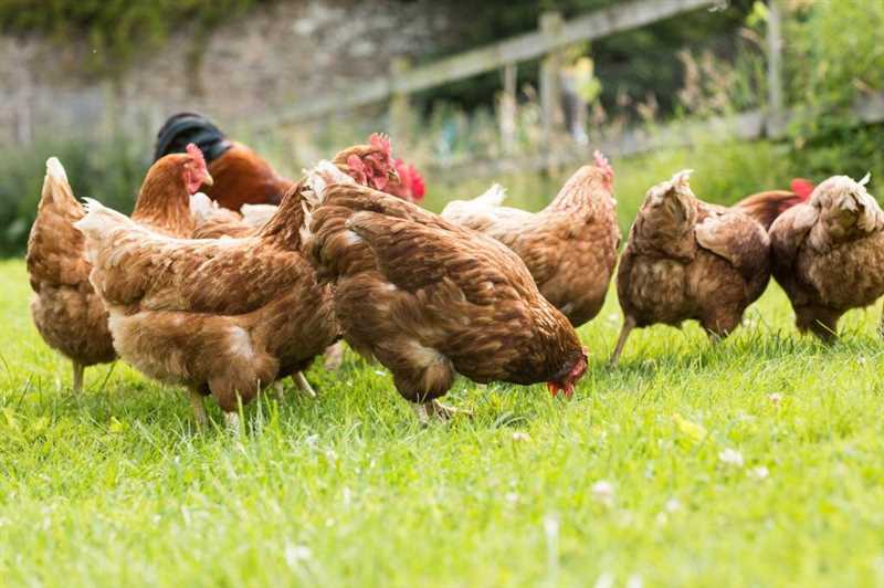 Tavukların Yaşam Süresi ve Koşulları