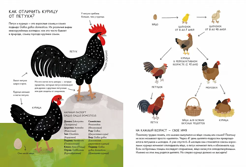 Tavuklarda Üreme ve Yumurtlama Süreci