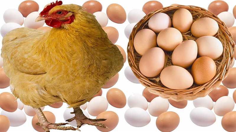 Tavuk yumurtasının ağırlığı