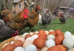 Tavuk yumurtasının pişirme yöntemleri