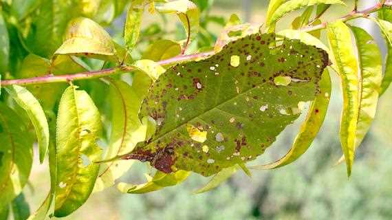 11. Yaprak deliklerini önlemek için bitkilerde doğal böcek ilaçları kullanın
