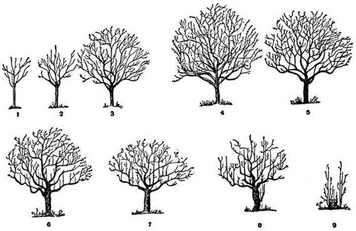 Meyve ağaçlarının vegetasyon dönemi için bakım ipuçları