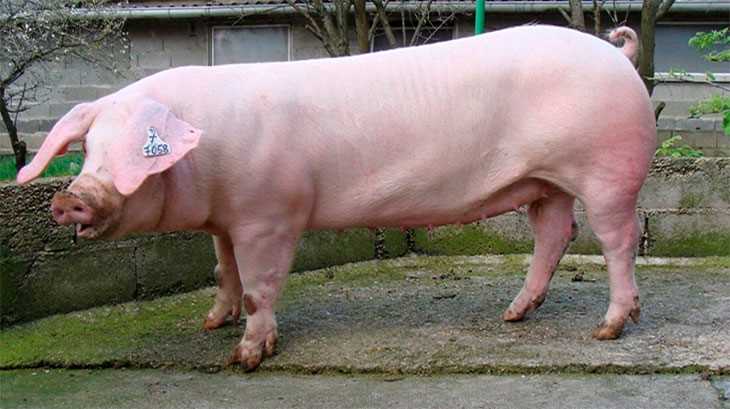 Landrace domuz ırkının nitelikleri ve avantajları