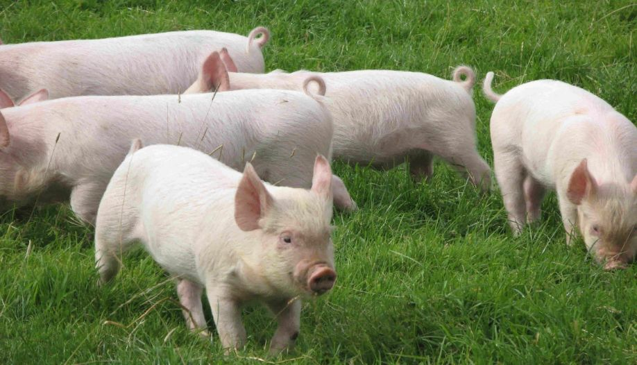 Landrace domuz ırkının bakımı