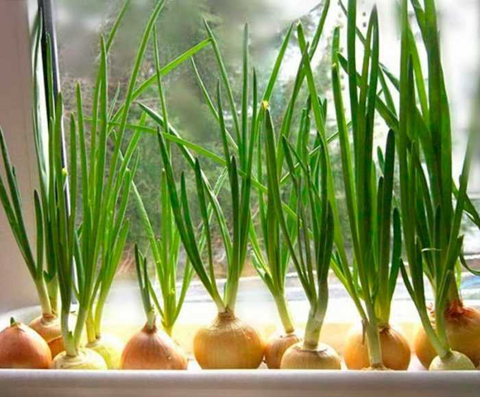Evde yeşil soğan ekimi - adım adım nasıl yapılır?
