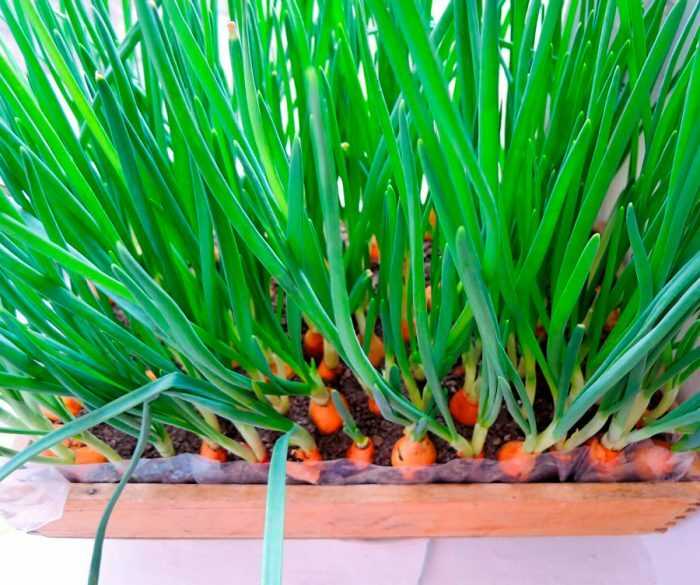 Evde yeşil soğan ekimi - hangi malzemeler gerekir?