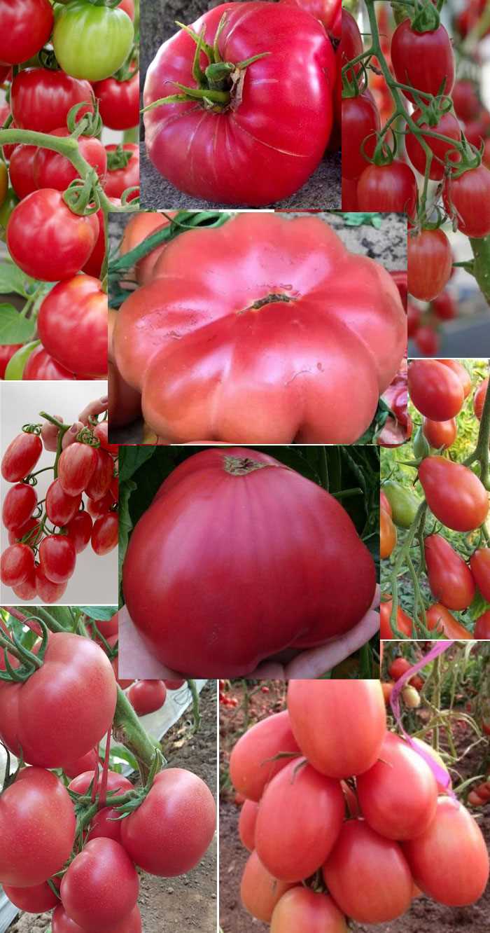 Pembe Tomateslerin Kültürel Önemi