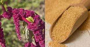 11. Amaranth tohumları nasıl püre haline getirilir?